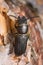 Black longicorn beetle, Spondylis buprestoides