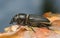 Black longicorn beetle, Spondylis buprestoides