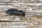 Black Longicorn beetle on wood