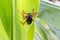 Black Longihorn Beetle On Back Of Corn Leaf