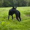 Black lurcher dog in field