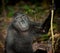 Black macaque, Sulawesi, Indonesia