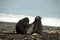 Black Macaques, Tangkoko, Indonesia