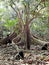 Black macaques and Unique root of big tree in the jungle