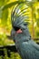 Black Macaw with beautiful crest