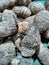 Black magic, chinese potato, coco yam, coco yam, dry taro, eddy root, egyptian colocasia, elephant ears, green taro, old cocoyam,