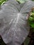 Black Magic Taro or Elephant Ear Plant Leaf with Dew Drops