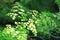 Black Maidenhair Fern