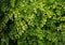 Black maidenhair fern, maidenhair fern,or venus hair fern