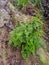 Black maidenhair fern on a rock