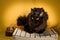 Black maine coon cat on yellow background