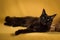 Black maine coon cat on yellow background