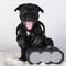 Black male American Staffordshire Bull Terrier dog puppy with softbox and headphones on white