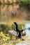 Black male Anhinga anhinga dries is wings