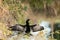 Black male Anhinga anhinga dries is wings