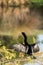 Black male Anhinga anhinga dries is wings