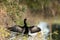 Black male Anhinga anhinga dries is wings