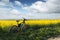 Black male bike on blooming yellow rapeseed field