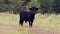 A black male bull looking and taking an aggressive stance in a field