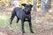 Black male cattledog pitbull mix breed dog with collar and tag