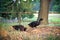 Black Male Indian Runner Ducks