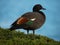Black male Paradise Shelduck duck bird with typical green brown and white feather in green grass in Aramoana New Zealand