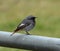 Black Male Redstart