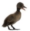 Black Mallard or wild duck, Anas platyrhynchos