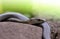 Black Mamba Dendroaspis polylepis is extremely venomous snake.