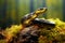 Black Mamba Snake Looks Dangerous on a Mossy Rock in Bright Day