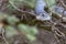 Black mamba snake south africa close up