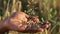 Black man hand gathers falling wheat grains against field