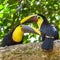 black-mandibled toucan, exotic bird