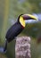 A Black-mandibled toucan or Yellow-throated toucan perched on branch in Costa Rica