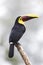 A Black-mandibled toucan or Yellow-throated toucan perched on branch in Costa Rica