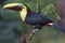 A Black-mandibled toucan or Yellow-throated toucan perched on a mossy branch in Costa Rica