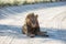 Black-maned kalahari Lion