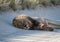 Black-maned kalahari Lion