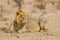 Black-maned lion of the Kalahari resting after eating a gemsbok