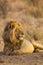 Black-maned lion of the Kalahari resting after eating a gemsbok