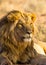 Black-maned lion of the Kalahari resting after eating a gemsbok