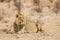 Black-maned lion of the Kalahari resting after eating a gemsbok in the Kgalagadi