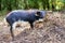 Black Mangalica