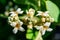 Black mangrove flowers Avicennia germinans macro - Hollywood, Florida, USA