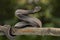 Black mangrove pit Viper closeup on branch