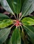 Black mangrove tree flower, Swart-wortelboom or Kandu. Close up