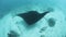 Black Manta Ray at Cleaning Station in Raja Ampat