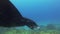 Black Manta Ray Close Up. Black Mantaray Feeding & Swimming In Sunlit Blue Sea Water