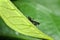 Black Mantis Nymph with green leaf