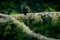 Black Mantle Tamarin monkey from Sumaco National Park in Ecuador. Wildlife scene from nature. Tamarin siting on the tree branch in